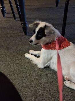 Izzy 10-12 mo. Mini Aussie mix. Female -  Australian Shepherd Dog for Adoption in Muldrow, Oklahoma - Izzy 10-12 Mo. Mini Aussie Mix. Female | PetCurious