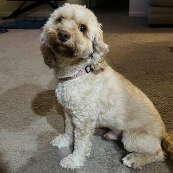Jasper -  Cockapoo Dog for Adoption in Baltimore, Maryland - Jasper | PetCurious