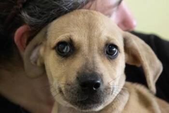 David -  Mixed Breed Dog for Adoption in Kansas City, Missouri - David | PetCurious