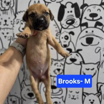 Brooks -  Labrador Retriever and Mixed Breed Dog for Adoption in Griswold, Connecticut - Brooks | PetCurious