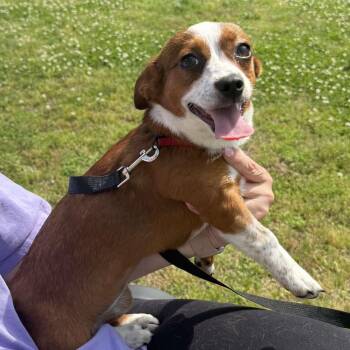 Chihuahua Dogs Available for Adoption in Hopkinton, Massachusetts - Vivie | PetCurious