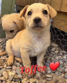 Toffee -  Brittany Spaniel and Dachshund Dog for Adoption in Williamsburg, New Mexico - Toffee | PetCurious