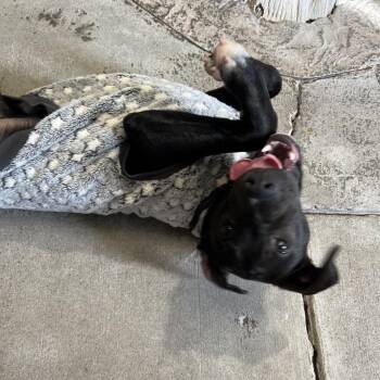 Cholo -  Mixed Breed Dog for Adoption in Las Cruces, New Mexico - Cholo | PetCurious