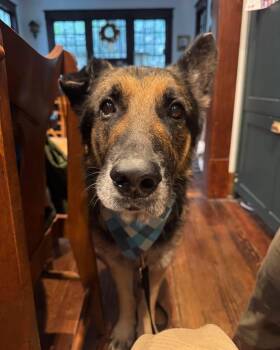 Johnny -  German Shepherd Dog Dog for Adoption - Johnny | PetCurious