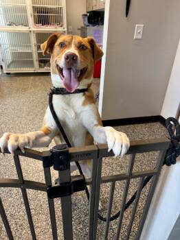 Coco -  Mixed Breed Dog for Adoption in Columbia, Tennessee - Coco | PetCurious