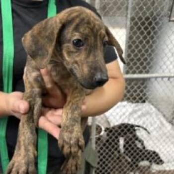Cash -  Labrador Retriever and Hound Dog for Adoption in Clearwater, Florida - Cash | PetCurious