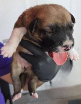 Puppy 1 -  Shepherd and Mixed Breed Dog for Adoption in El Paso, Texas - Puppy 1 | PetCurious