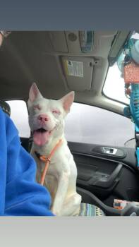 Bob Ross -  Mixed Breed Dog for Adoption in Columbus, Indiana - Bob Ross | PetCurious