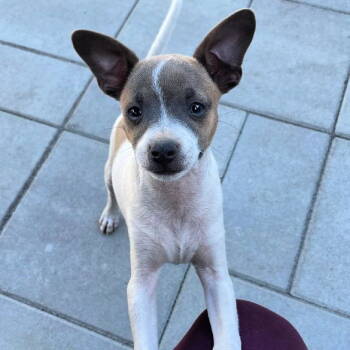 Rescue Terrier Dogs for Adoption in Sunnyvale, California - Olaf | PetCurious