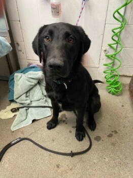 Rescue Labrador Retriever Dogs for Adoption in Woodland, California - *CHRYSANTHEMUM | PetCurious