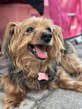 Yorkshire Terrier Dogs Available for Adoption - Tucker | PetCurious
