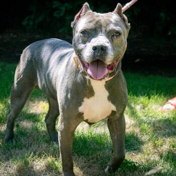 Abagail -  Pit Bull Terrier and American Staffordshire Terrier Dog for Adoption in Houston, Texas - Abagail | PetCurious