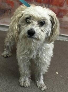 FRED -  Poodle and Mixed Breed Dog for Adoption in San Bernardino, California - FRED | PetCurious