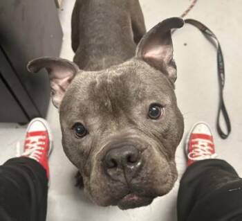 The Notorious D.O.G. -  Mixed Breed Dog for Adoption in West Chester, Pennsylvania - The Notorious D.O.G. | PetCurious