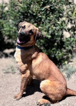 Mastiff and Belgian Shepherd Malinois Dogs Available for Adoption in Naperville, Illinois - Tiger | PetCurious