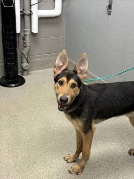 MORACO -  German Shepherd Dog and Mixed Breed Dog for Adoption in Las Vegas, Nevada - MORACO | PetCurious