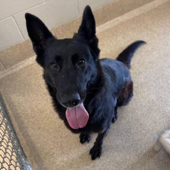 Black Widow -  German Shepherd Dog and Mixed Breed Dog for Adoption in Bristol, Indiana - Black Widow | PetCurious