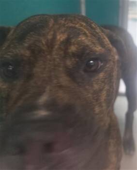 A476737 -  Pit Bull Terrier and Mixed Breed Dog for Adoption in Oklahoma City, Oklahoma - A476737 | PetCurious