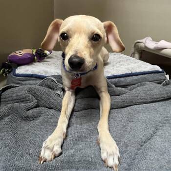 Queso 54208 -  Chihuahua and Mixed Breed Dog for Adoption in Las Vegas, Nevada - Queso 54208 | PetCurious