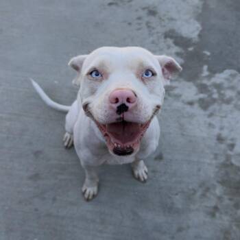 winter snow -  Pit Bull Terrier Dog for Adoption in Birmingham, Alabama - Winter Snow | PetCurious