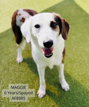 Maggie -  Border Collie and Mixed Breed Dog for Adoption - Maggie | PetCurious