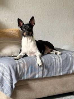 Gamble -  Basenji Dog for Adoption in New Smyrna Beach, Florida - Gamble | PetCurious