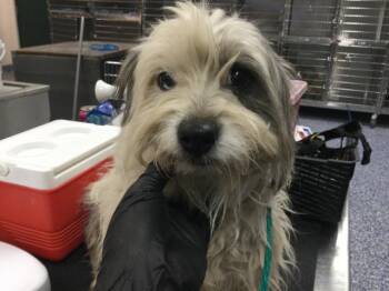 Maltese and Mixed Breed Dogs Available for Adoption in Thousand Palms, California - MONNIE | PetCurious