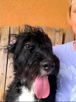Kennedy -  Labradoodle Dog for Adoption in Garden Valley, Idaho - Kennedy | PetCurious