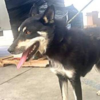 Melody - URGENT -  Siberian Husky and Shepherd Dog for Adoption in Thousand Oaks, California - Melody - URGENT | PetCurious