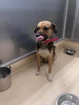 German Shepherd Dog and Mixed Breed Dogs Available for Adoption - Dakota | PetCurious