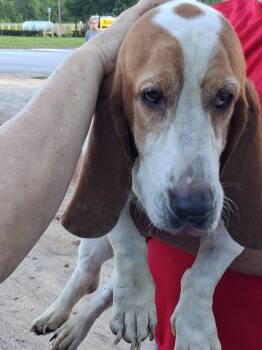 Basset Hound Dogs Available for Adoption in Valrico, Florida - Bella Basset | PetCurious