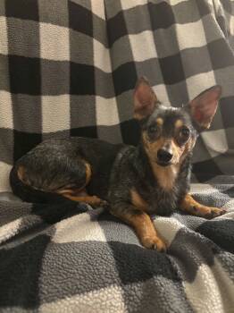 Sir Dutchman -  Chihuahua Dog for Adoption in Richmond, Kentucky - Sir Dutchman | PetCurious