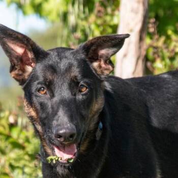 Belgian Shepherd Malinois Dogs Available for Adoption in San Andreas, California - Luna | PetCurious