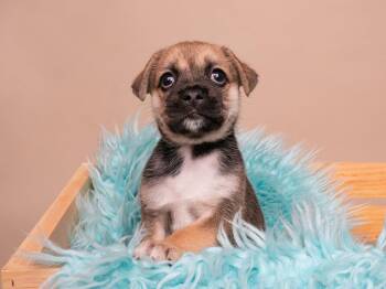 Ice Cube -  Pug Dog for Adoption in Palo Alto, California - Ice Cube | PetCurious