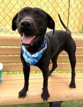 GAIL -  Mixed Breed Dog for Adoption in Columbia, South Carolina - GAIL | PetCurious