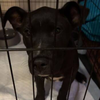 Bear -  Mixed Breed Dog for Adoption in Corpus Christi, Texas - Bear | PetCurious