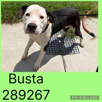 BUSTA -  Mixed Breed Dog for Adoption in Macon, Georgia - BUSTA | PetCurious