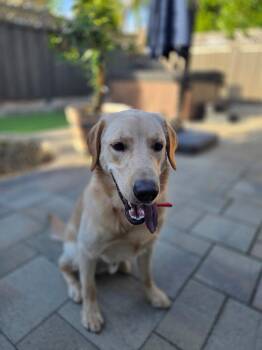 Golden Retriever and Labrador Retriever Dogs Available for Adoption in Pleasant Hill, California - Prince | PetCurious