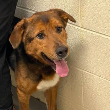 Mixed Breed Dogs Available for Adoption in Asheville, North Carolina - Webster | PetCurious