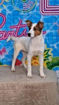 Mixed Breed Dogs Available for Adoption in Medfield, Massachusetts - Reagan | PetCurious