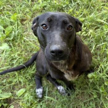Jillian -  Labrador Retriever Dog for Adoption in Andover, Massachusetts - Jillian | PetCurious