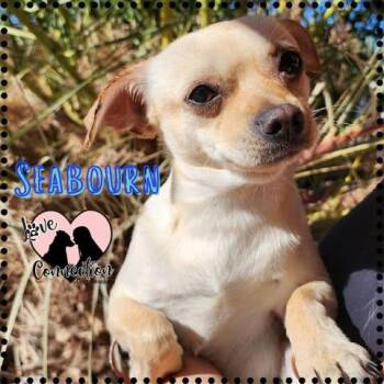 Seabourn -  Chihuahua Dog for Adoption in Gilbert, Arizona - Seabourn | PetCurious