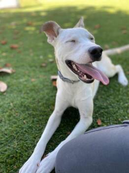 Spirit -  Husky and Mixed Breed Dog for Adoption in Chico, California - Spirit | PetCurious