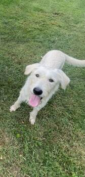 Rescue Poodle Dogs for Adoption in Lacon, Illinois - Koope Kool | PetCurious