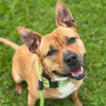 Rescue Pit Bull Terrier Dogs for Adoption in Philadelphia, Pennsylvania - Duchess | PetCurious