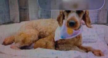 Jessa -  Goldendoodle Dog for Adoption in Washington, District Of Columbia - Jessa | PetCurious