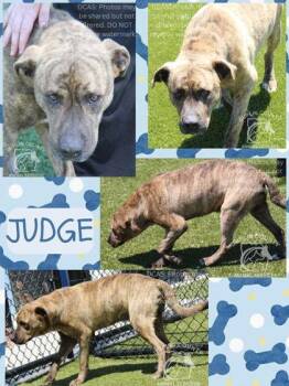 American Bulldog and Mixed Breed Dogs Available for Adoption in Kenansville, North Carolina - Judge | PetCurious