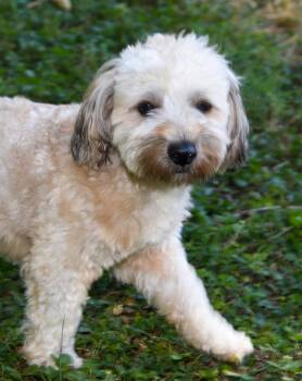 Stanley -  Havanese Dog for Adoption in Pittsboro, North Carolina - Stanley | PetCurious