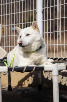Jindo Dogs Available for Adoption in Johns Creek, Georgia - SOL | PetCurious