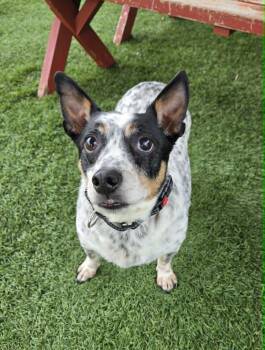 Romeo -  Jack Russell Terrier and Australian Cattle Dog Blue Heeler Dog for Adoption in Sparta, Wisconsin - Romeo | PetCurious